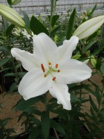 [5342 Snow Patrol 16 ST No02.JPG]